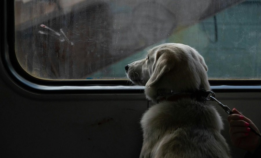 Service Provider of Dogs Sending Relocation Train And Flight in New Delhi, Delhi, India.