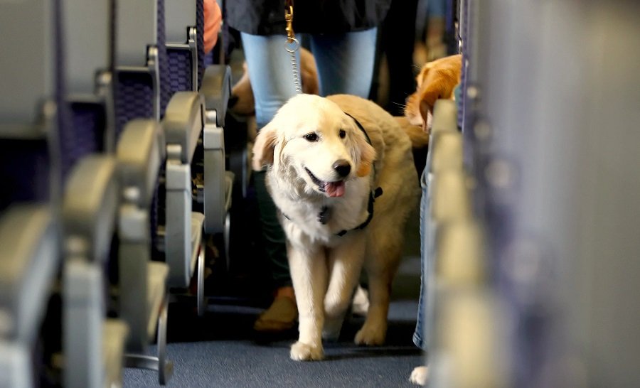 Service Provider of Dogs Travel Assistant Service Train And Flight in New Delhi, Delhi, India.